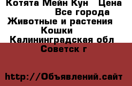 Котята Мейн Кун › Цена ­ 15 000 - Все города Животные и растения » Кошки   . Калининградская обл.,Советск г.